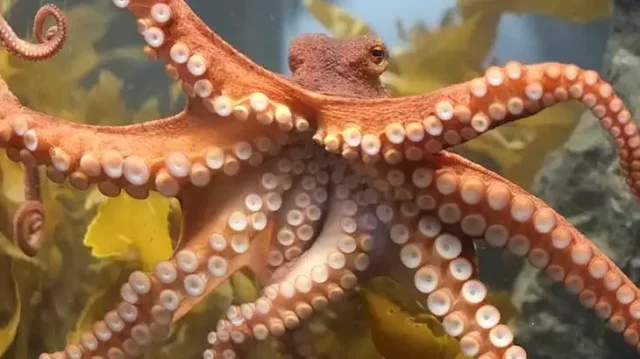 Ahtapot, doğada çok kollu, çevik ve güçlü yapısıyla dikkat çeker.