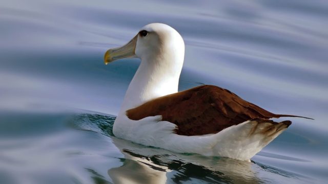 Rüyada Albatros Kuşu Görmek: Detaylı Rüya Tabiri Rüyada albatros kuşu