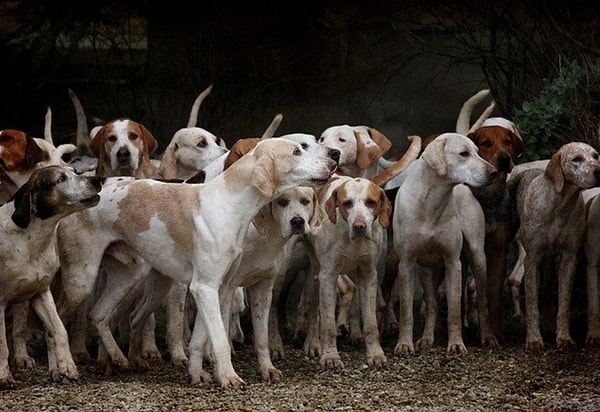 Rüyada Av Köpeği Görmek Ne Anlama Gelir? Rüyalar, insanın bilinçaltında