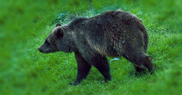 Rüyada Ayı Görmek Ne Anlama Gelir? Rüyalar, bilinçaltında biriken korkuların,