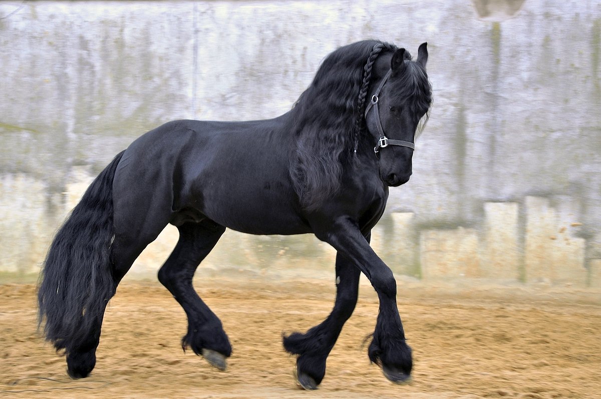 Rüyada Siyah At Görmek Ne Anlama Gelir? Detaylı ve Kapsamlı Rüya Yorumu yapılan eylemlere göre detaylı rüya tabirleri bu yazıda. Rüyada Siyah