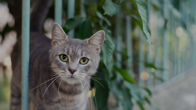 Kediler, evlerimizi neşelendiren, yumuşacık tüyleriyle kalbimizi kazanan sevimli dostlarımız. Ancak,