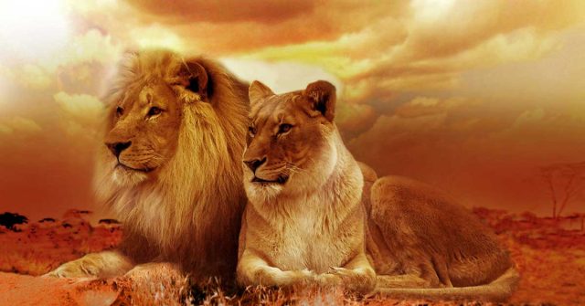 Aslan Rüyası Genel Yorum Rüyada görülen aslan: Devlet adamı veya