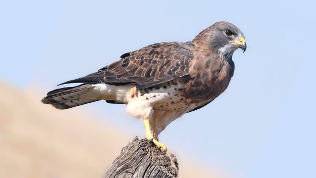Rüyada Atmaca Görmek: Yükseliş, Liderlik ve Keskin Zekanın Sembolik Habercisi