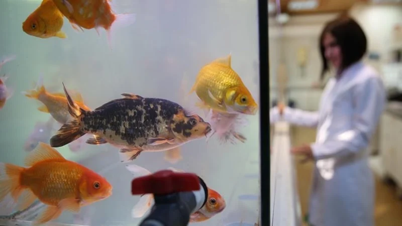 Erciyes Üniversitesi’nde Japon balığı gübresiyle topraksız tarım yapılıyor. Su mercimeği,
