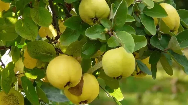 Rüyalar, insanın hem bilinçaltını hem de manevi dünyasını yansıtan sembollerle