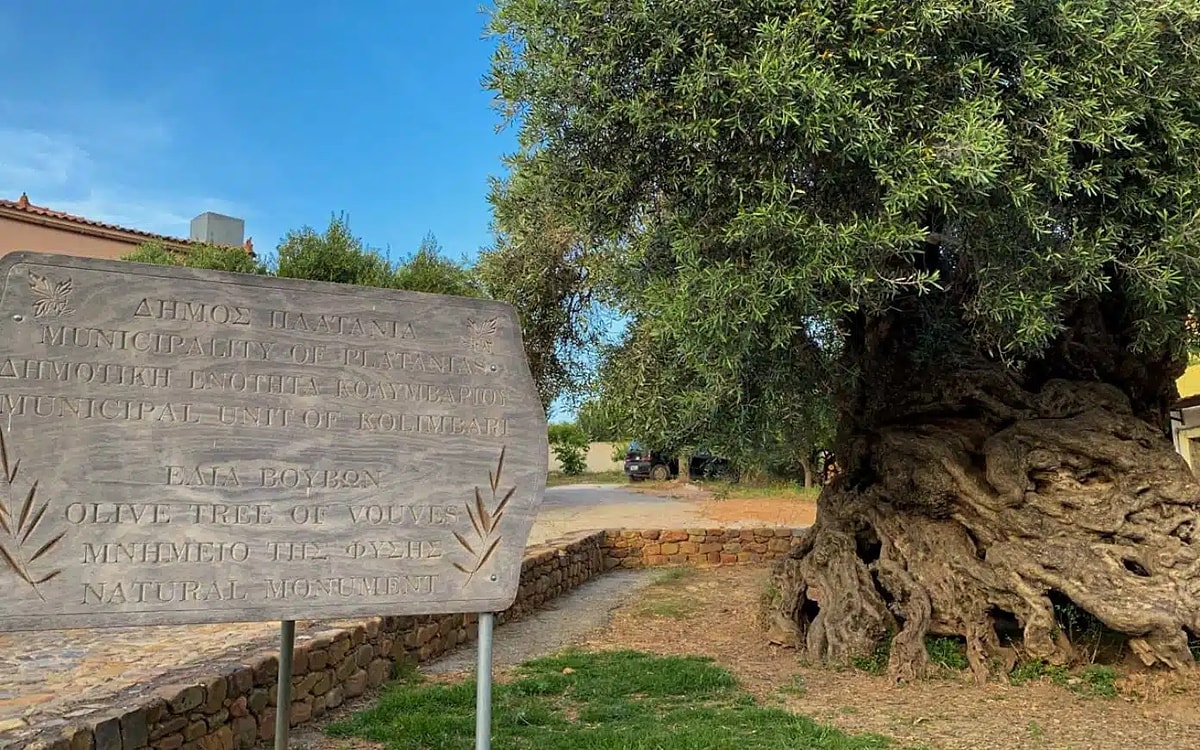 Yunanistan Girit’te bulunan 4 bin yıllık zeytin ağacı hâlâ meyve