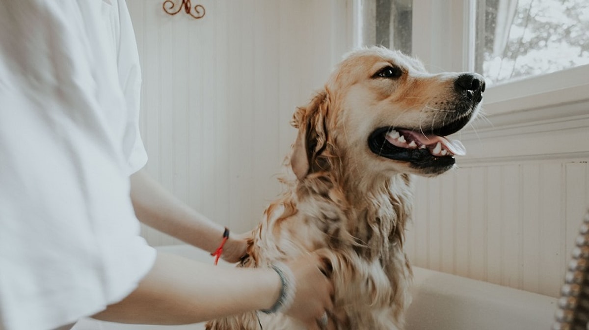 Köpeklerde mide dönmesi (GDV) ölümcül olabilir. Veterinerler özellikle büyük ırk