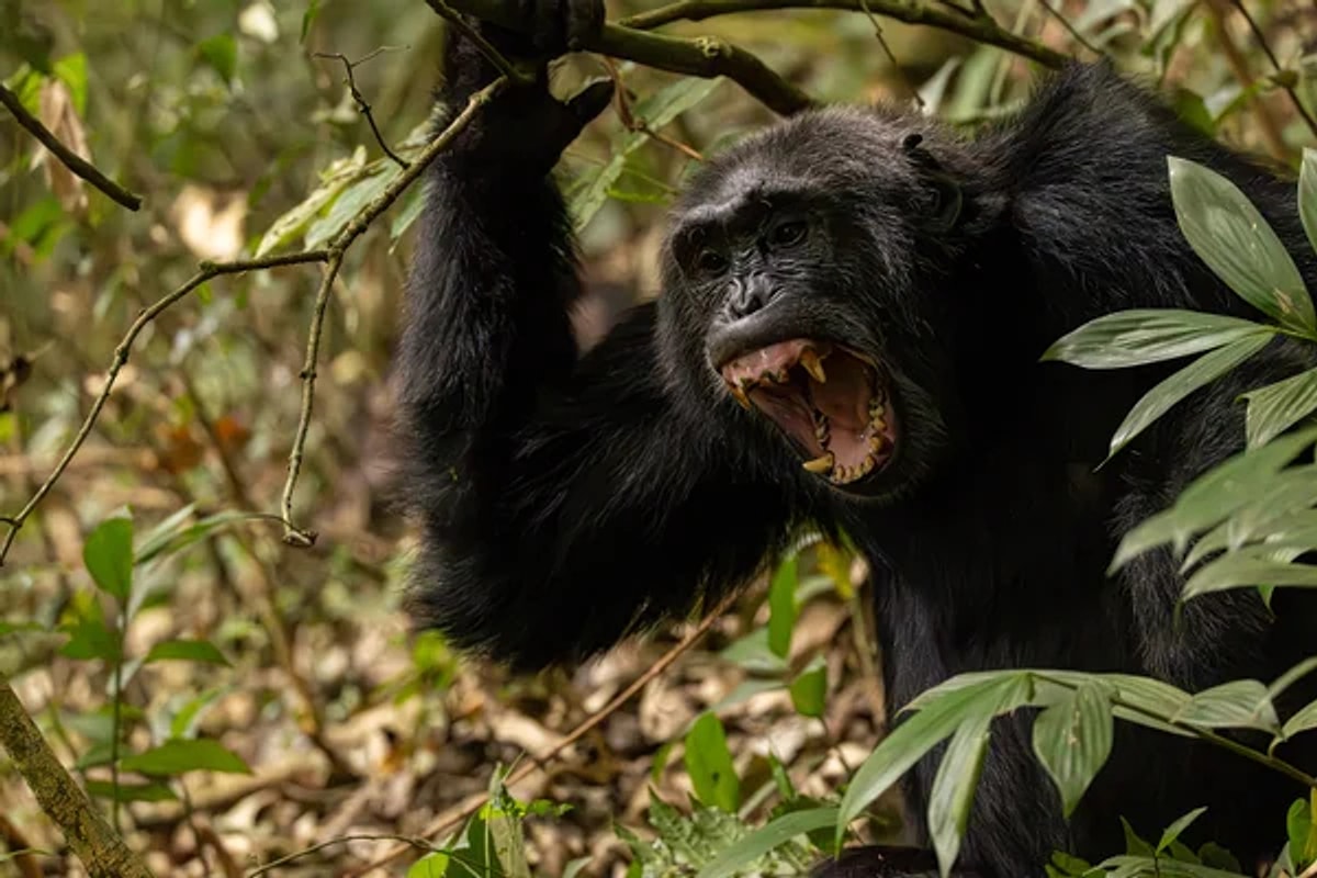 Uganda’daki en büyük şempanze topluluğunda yaşanan iç savaşta 24 şempanze