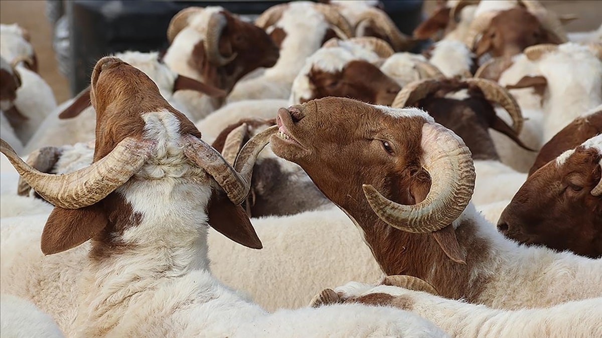 Milyonlarca emekli Kurban Bayramı ikramiyesini bekliyor. 2026 ödeme takvimi, tutar