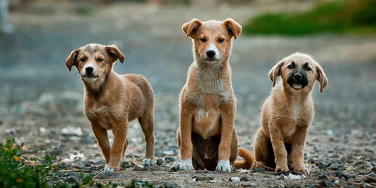 İstanbul Valiliği, sahipsiz köpeklerin Mayıs ayı sonuna kadar toplanması için