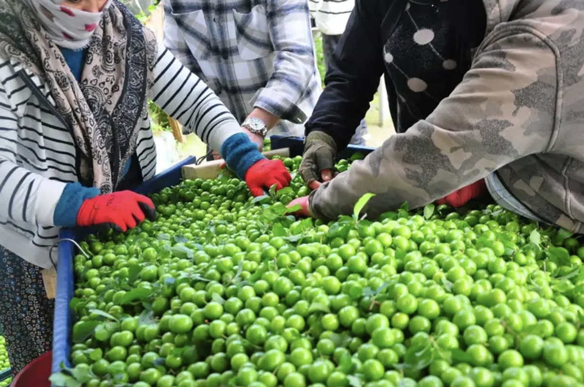 Manisa’nın tescilli lezzeti dumanlı papaz eriği 10 bin dekarda hasat
